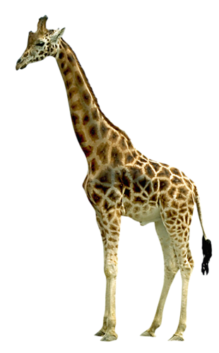 Side View Giraffe Transparent PNG Images