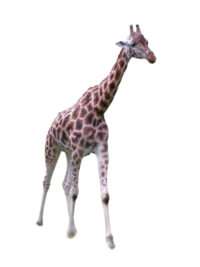 Walking Giraffe Transparent Background PNG Images