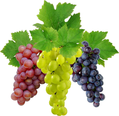 Bunches Of Grapes, Red, Purple And Green PNG Images
