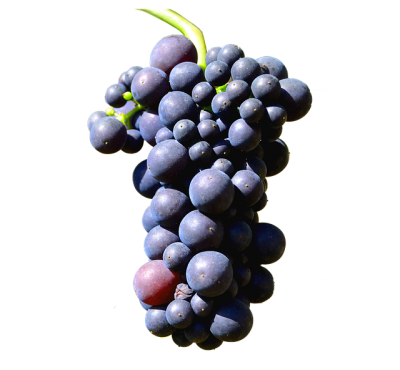 Fruit, Grains, Repent, Grapes Png Download Bunch PNG Images