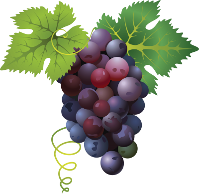 Grapes, Grape Purple PNG Images, Grape Leaf PNG Images