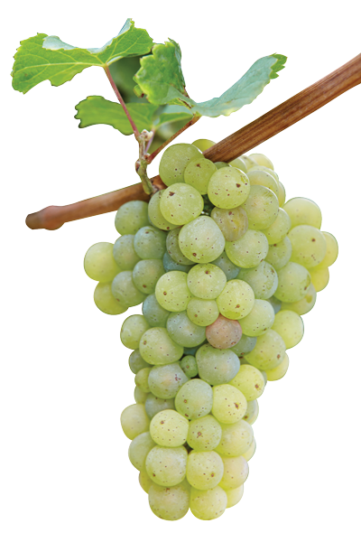 Green Grapes, Grape Branch PNG Images