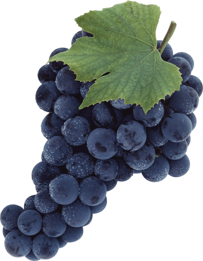 PNG Image Of Grape Leaves And Purple Grapes Fruit PNG Images