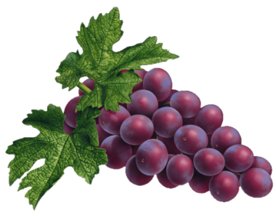 Great Grapes, Bunch Grapes Nice Purple Color PNG Images