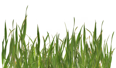 Yellowed Grass HD Drawing, Autumn, Season, Natural PNG Images