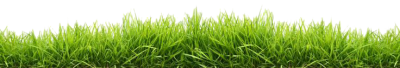 Green Grass Download PNG Images