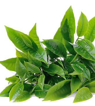 Qaulity Leaf Green Tea Transparent Images PNG Images