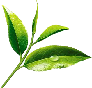 Green Tea Leaf Image Download PNG Images