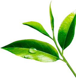 Leaf Green Tea Picture Download PNG Images