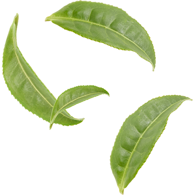 Green Tea Leaf Wonderful Picture Images PNG Images