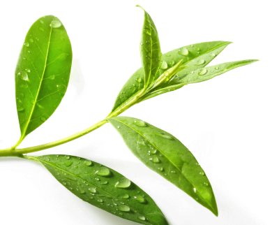 With Water Droplets Leaf Green Tea Png Free Download PNG Images