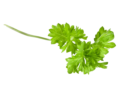 Herbs PNG Picture PNG Images