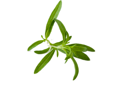 Herbs Transparent PNG Images