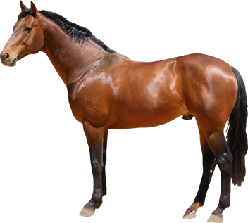 Horse High Quality Animal PNG PNG Images