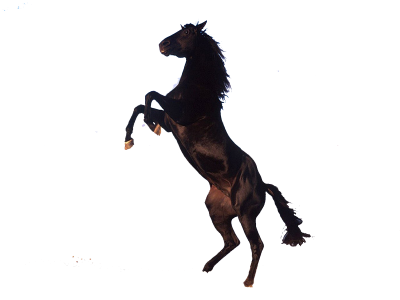 Black Download Horse PNG Images