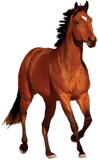 Brown Horse Clipart Hd PNG Images