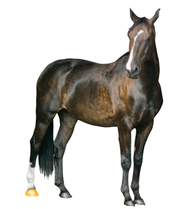 Horse Clipart Transparent PNG Images