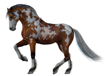 Mottled Horse PNG PNG Images