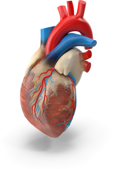 3d Human Heart Transparent Png PNG Images