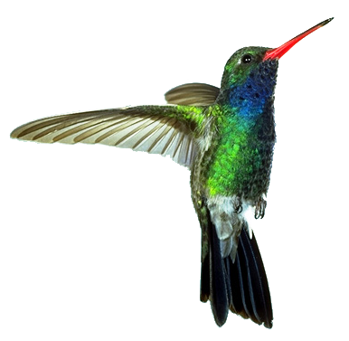 Hummingbird Tattoos Free PNG PNG Images