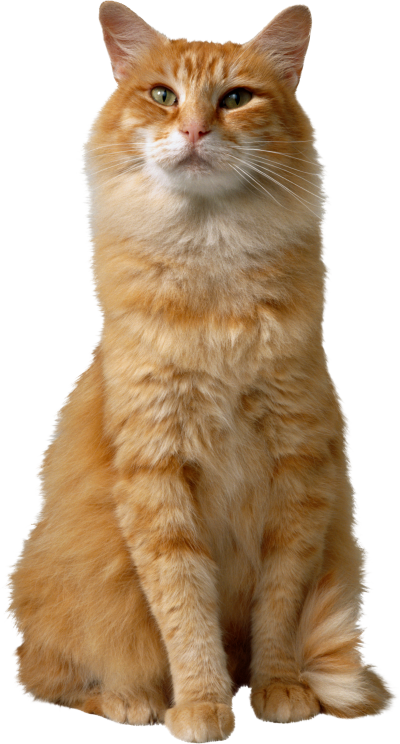 Cute Orange Cat Images Png Transparent PNG Images