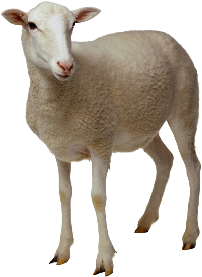 Sheep Images Transparent Background Free Download, Animal, Mammal PNG Images