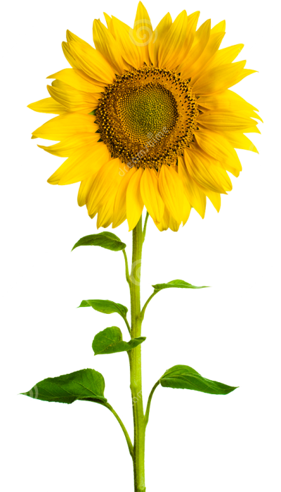Sunflower Png Clipart images Free Download PNG Images