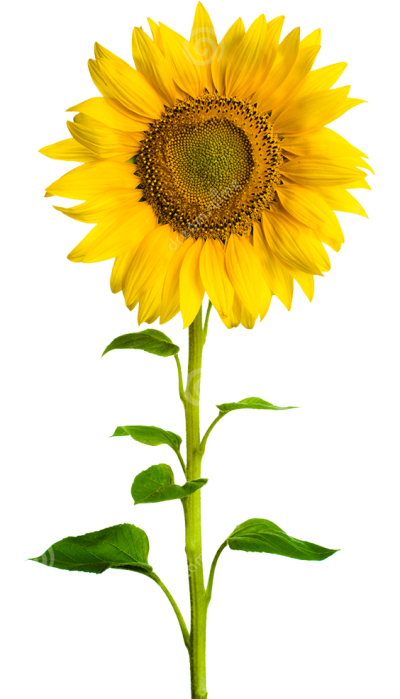 Sunflower Png Clipart Images Free Download PNG Images