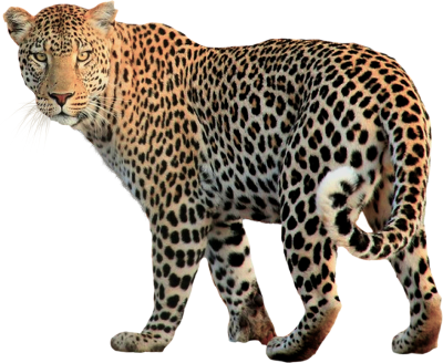 Jaguar Picture PNG Images