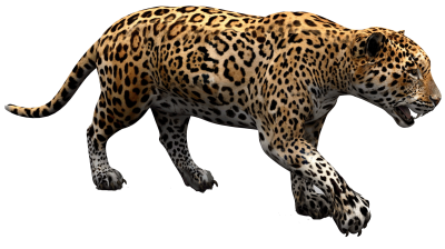 Jaguar Png PNG Images