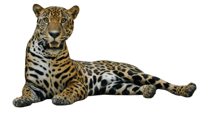 Jaguar Free Download PNG Images