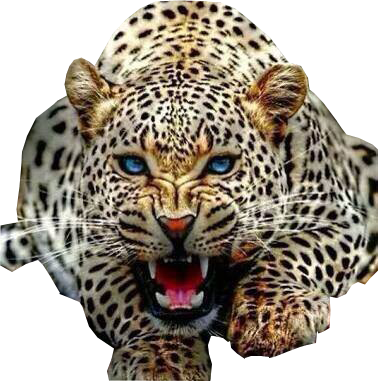 Download Jaguar PNG PNG Images