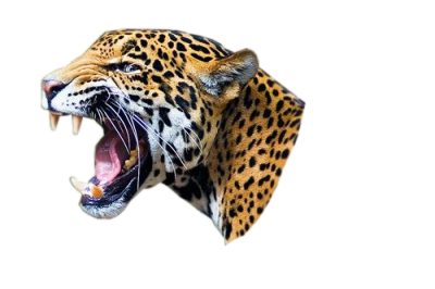 Jaguar Amazing Image Download PNG Images