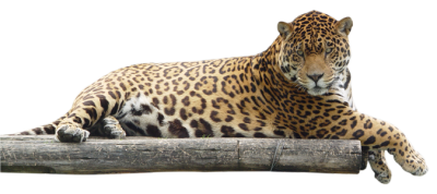 Jaguar Free PNG PNG Images