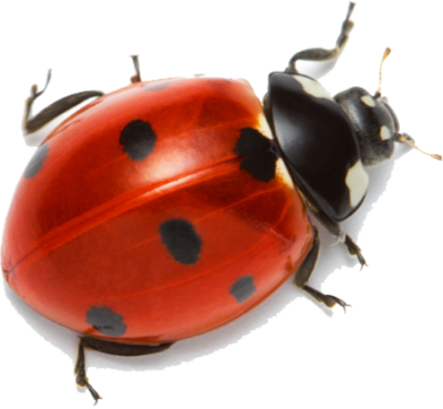 Ladybug isolated on a Transparent Background 24249280 PNG