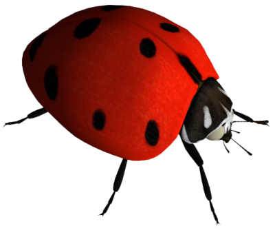 Ladybug Transparent 9 PNG Images