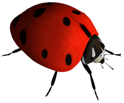 Ladybug isolated on a Transparent Background 24249280 PNG