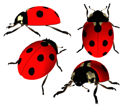 Ladybug Transparent PNG Images