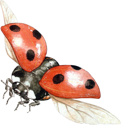 Ladybug isolated on a Transparent Background 24249280 PNG