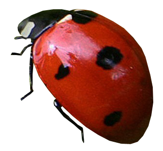 Ladybug Free Download 30 PNG Images