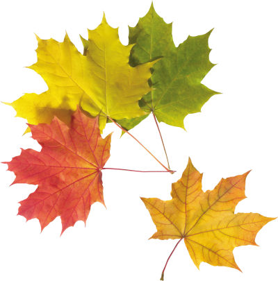 Leaf Frame High Quality PNG PNG Images