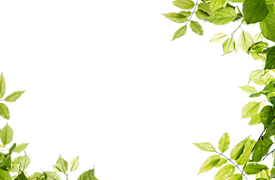 Leaf Frame Picture PNG Images