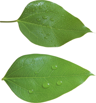 Leaf Clipart Transparent PNG Images