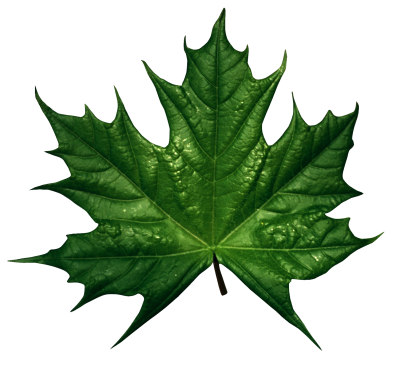 Leaf Picture 11 PNG Images