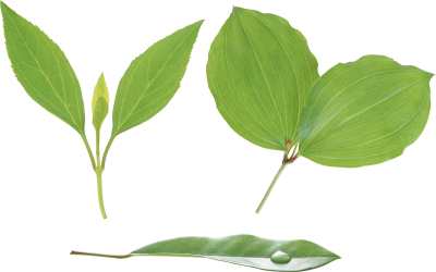 Leaf Picture 7 PNG Images
