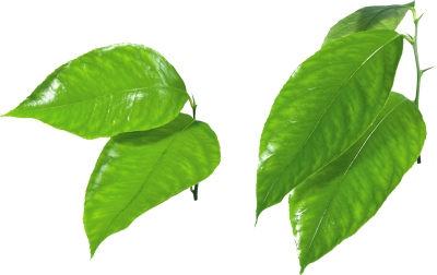 Leaf Images PNG Images