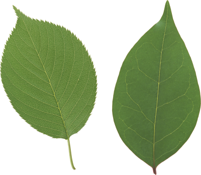 Leaf Free Download PNG Images