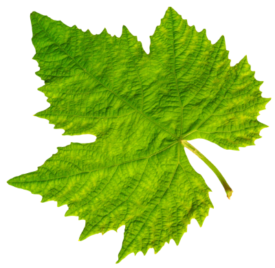 Leaf Transparent Background PNG Images