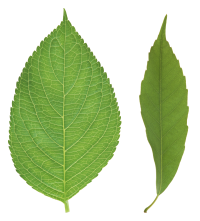 Leaf Picture 9 PNG Images