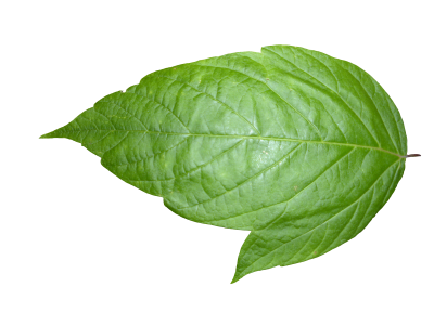 Leaf Picture PNG Images